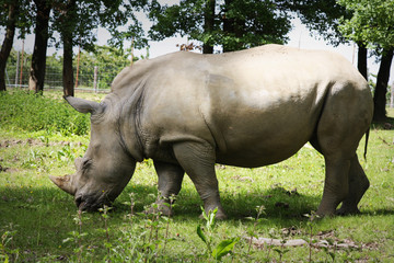 Fototapeta premium Rhinocéros