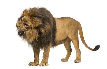 Obraz premium Lew stojący, ryczący, Panthera Leo, 10 lat, odizolowany