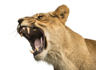 Close-up of a Lioness roaring, Panthera leo, 10 years old