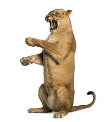 Naklejka premium Lioness roaring, sitting on hind legs, Panthera leo