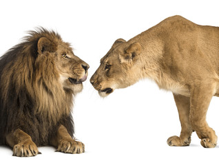 Obraz premium Lion and lioness sniffing each other, Panthera leo, isolated