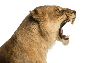 Close-up d& 39 un profil rugissant de lionne, Panthera leo