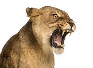 Fototapeta premium Zbliżenie na ryk lwicy, Panthera leo, 10 lat