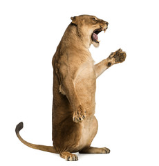 Side view of a Lioness roaring, sitting on hind legs