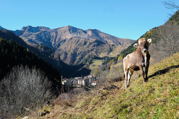 Fototapeta premium Cow on Alps mountains