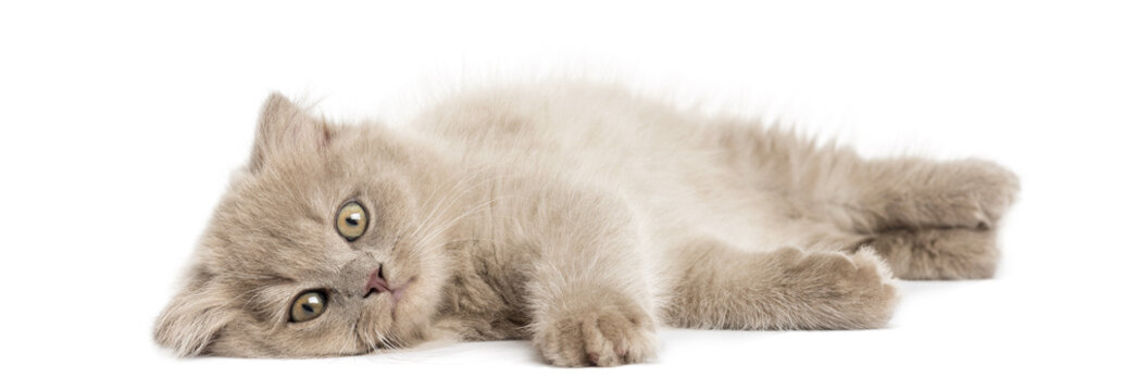 Highland fold kitten lying, looking at the camera, isolated
