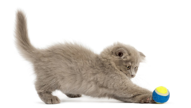 Side view of an Highland fold kitten playing with a ball