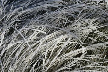 Hoar frost,