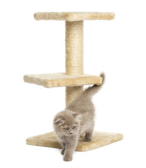 Highland fold kitten on a cat tree, isolated on white