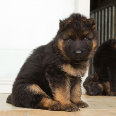 Sitting German shepherd puppy