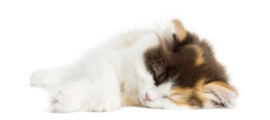 Higland straight kitten lying down, sleeping, isolated on white