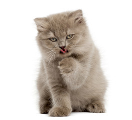 Highland fold kitten sitting, having a wash, isolated on white