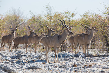 Kudu antelope group