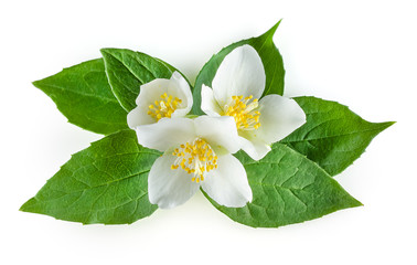 Flowers of jasmine with leaves on white background