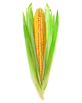 one corn isolated