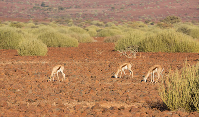 Springbok