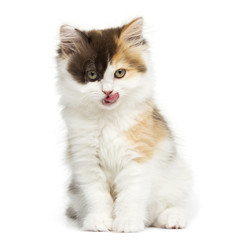 Front view of an Higland straight kitten sitting and licking