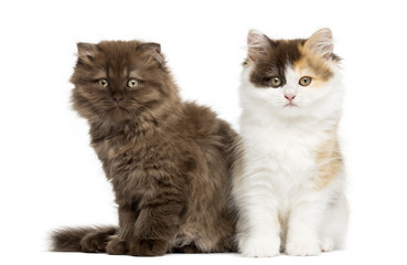 Highland straight and fold kittens sitting next to each other