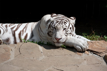 White Tiger