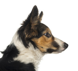 Close-up of a Border collie profile, isolated on white