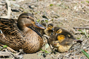 Mallard duck female with ducklings