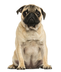 Front view of a Pug puppy sitting, 6 months old, isolated