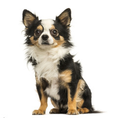 Chihuahua sitting, 4 years old, isolated on white