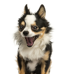 Obraz premium Close-up of a Chihuahua yawning, 4 years old, isolated on white