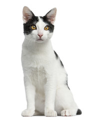 Front view of an European Shorthair kitten sitting, 4 months old © Eric Isselée