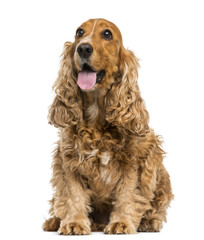 English Cocker Spaniel sitting, panting, 6 years old, isolated