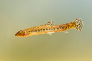 spotted weather loach