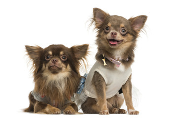 Dressed-up Chihuahuas next to each other, isolated on white
