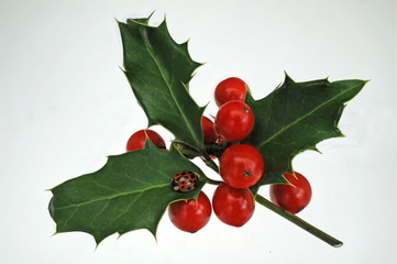 rote Beeren Stechpalme