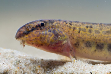 Close up of the head of spotted weather loach (Cobitis taenia)