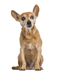 Front view of an old German pinscher, 13 years old, isolated