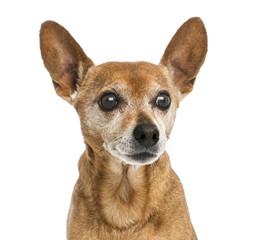 Close-up of an old German pinscher, 13 years old, isolated