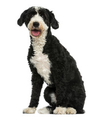 Crossbreed dog sitting, panting, 2 years old, isolated on white