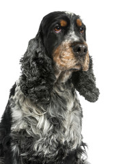 Close-up of an English cocker spaniel, looking up, 8 years old