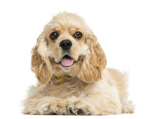 Front view of an American cocker spaniel puppy, 5 months