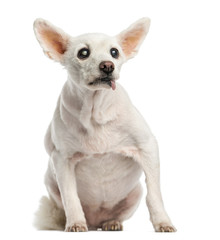 Old sick dog with cataract, sitting, 15 years old, isolated