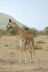 Naklejka na ściany i meble Small baby giraffe on the grasslands of Kenya