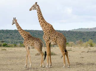 male and female giraffe on african grasslands