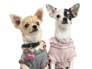 Close-up of dressed-up Chihuahuas, looking up, isolated on white