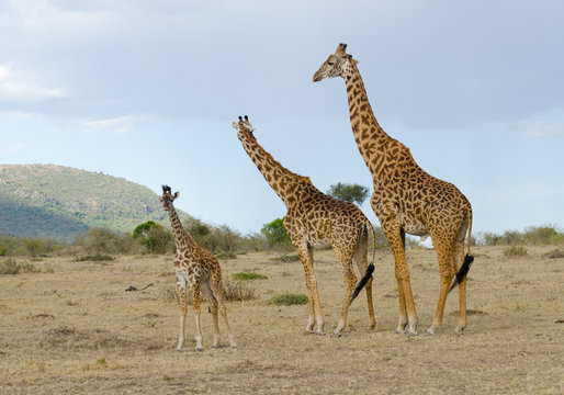 family of giraffe in kenya