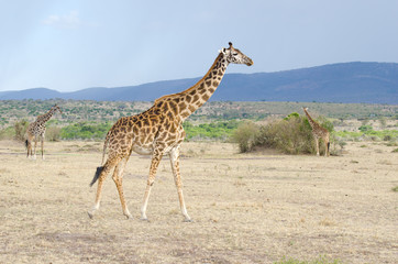 group of giraffe in africa