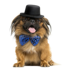 Front view of a Pekingese with a bow tie and top hat, panting