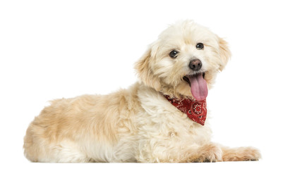 Side view of a Crossbreed dog wearing red bandana, isolated