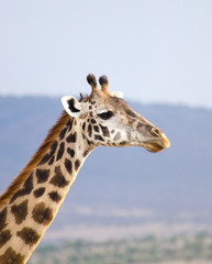 profile of giraffe on blue sky