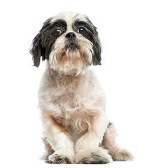 Front view of a Shih tzu sitting, 9 years old, isolated on white
