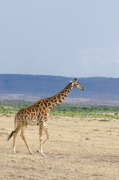 Fototapeta baby giraffe walking around the grasslands of kenya